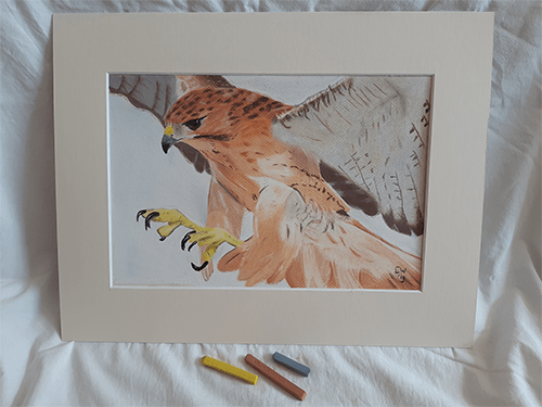 Buizerd